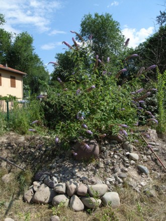 Construction of an urban garden